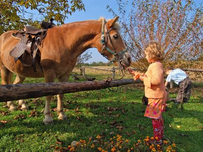 Hranjenje konjev na kmetiji Firbas