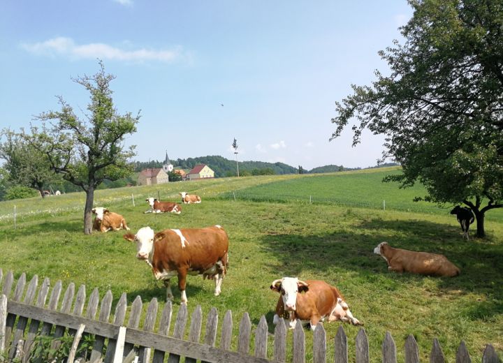 KOREN Pri Korošcu