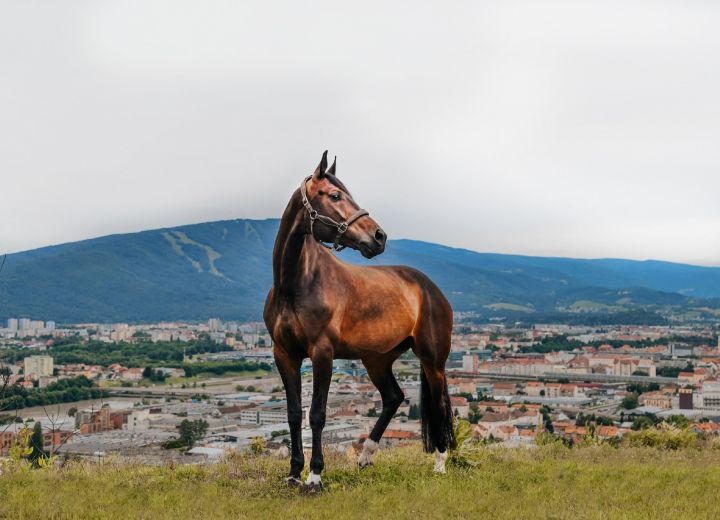 KOVAČIČ