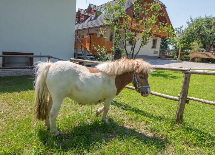PRI BISCU