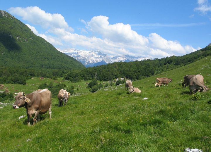 ŽVANČ