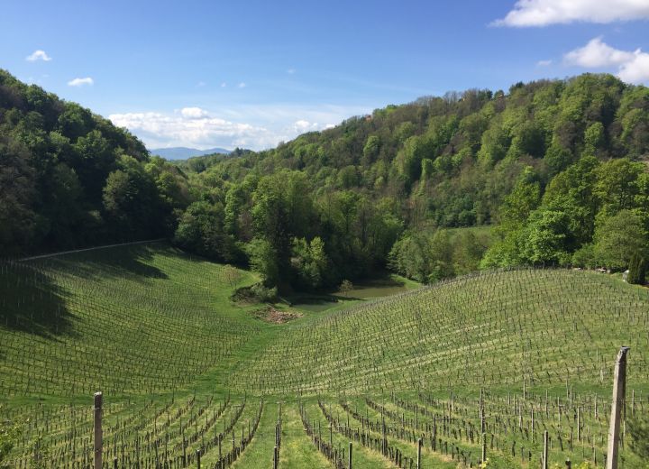Vino Graben Šekoranja
