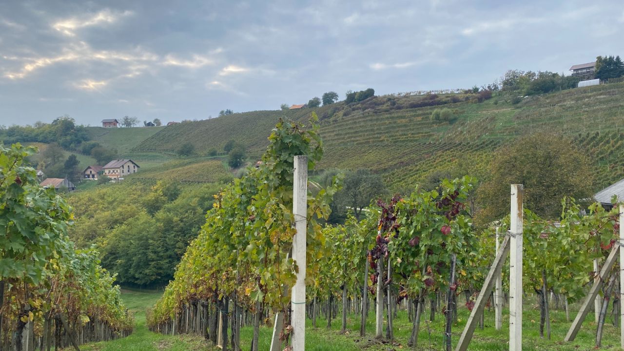 Pogled na vinograde na Bizeljskem