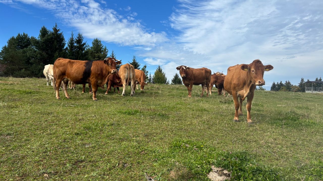 Na pašniku so nas pozdravile kravice in osliček.