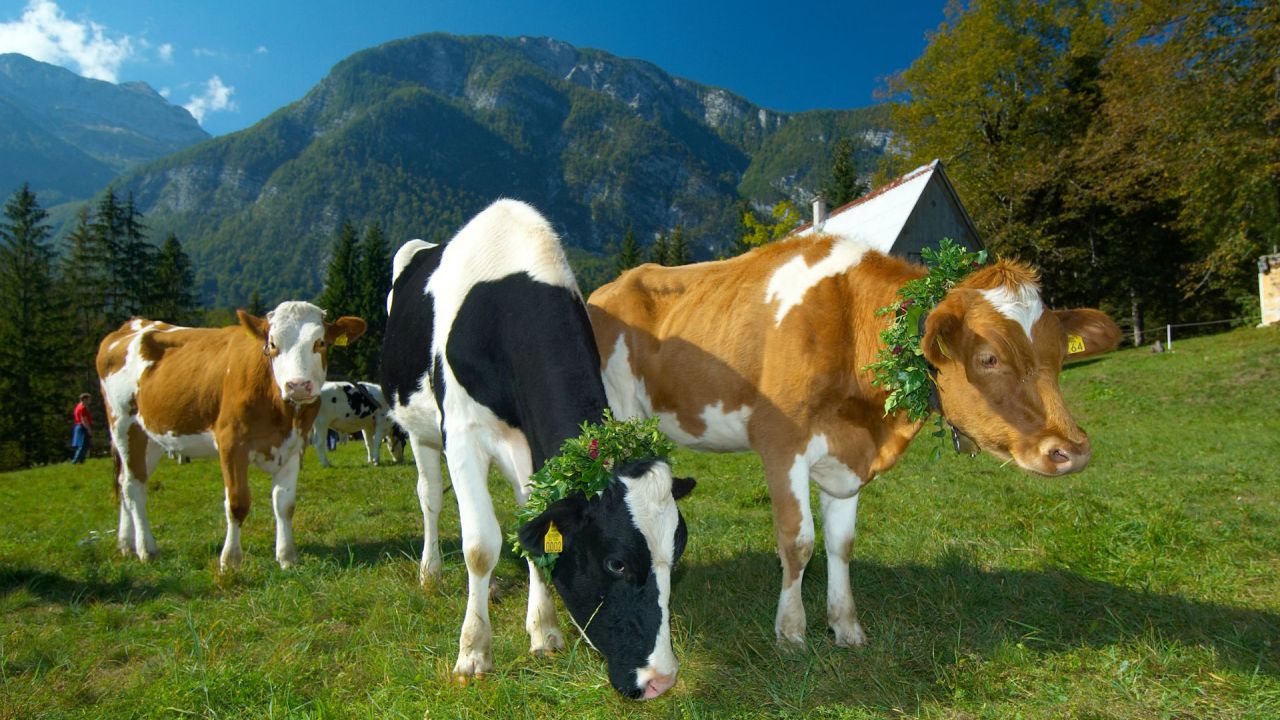Kravji bal v Bohinju