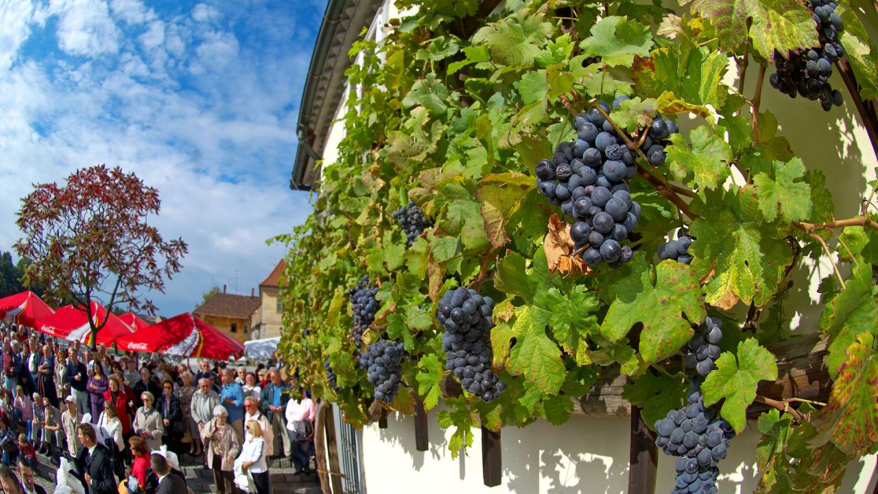 Na Lentu v Mariboru raste najstarejsa vinska trta na svetu