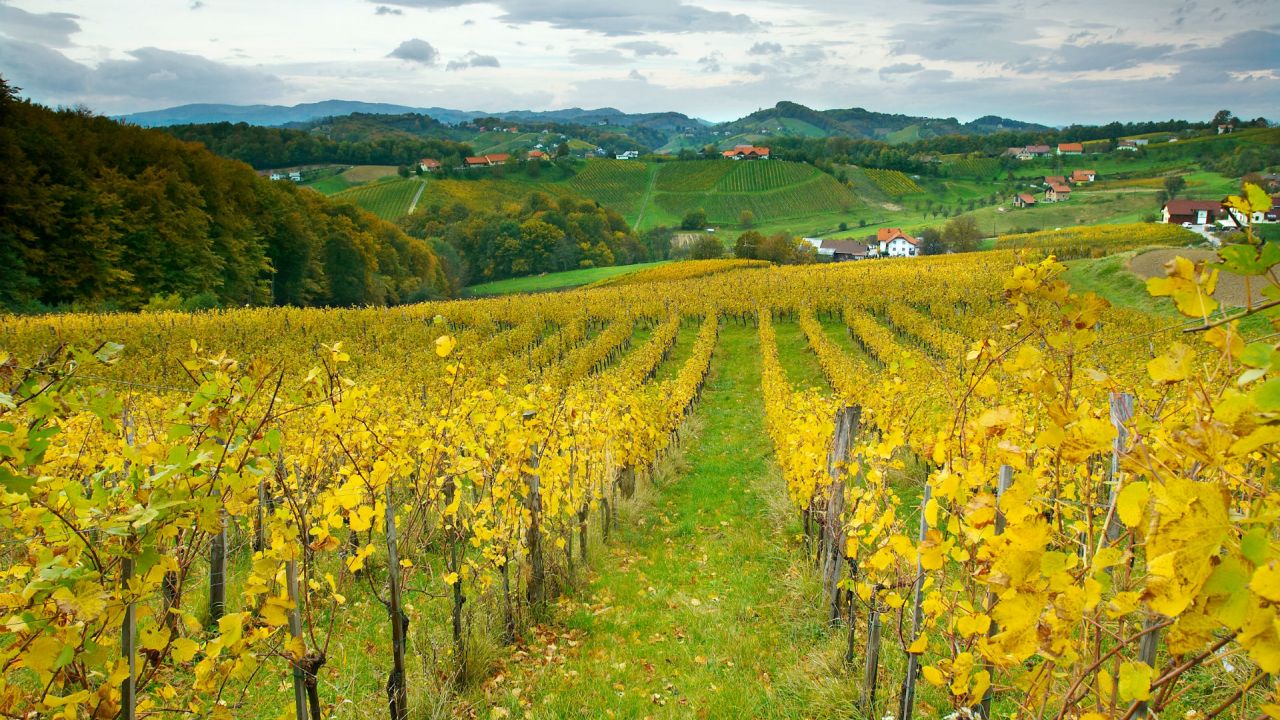 Vinogradi na Malecniku pri Mariboru