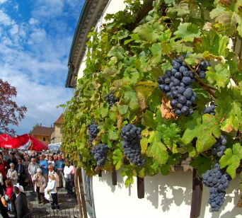 Najstarejša vinska trta na svetu v Mariboru