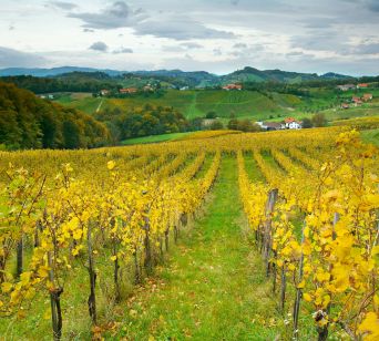 Vinogradi na Malečniku