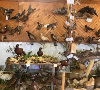 Bogata zbirka živali v biološki učilnici na kmetiji Klančnik